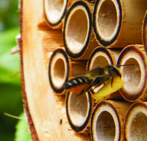 Bee with tube